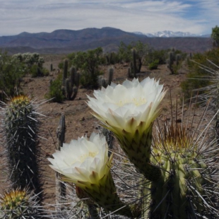 Echinopsis chilensis